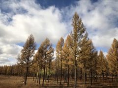 -塞罕坝国家级自然保护区