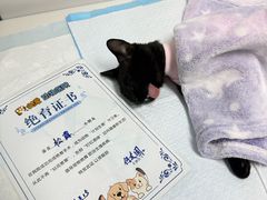 -达爱动物医院·犬猫分区·CT·复杂眼科(远洋山水分院)