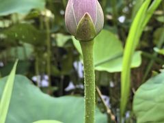 -荷塘月色湿地公园·向阳花洲