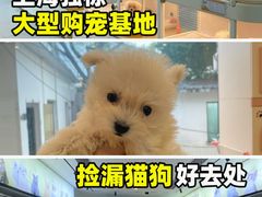 -翊宠yipet猫狗购宠庄园犬舍•猫舍