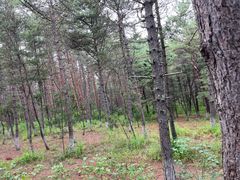 -帽儿山国家森林公园