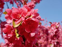 -海棠花溪(元大都城垣遗址公园)