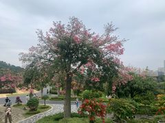 -东莞植物园