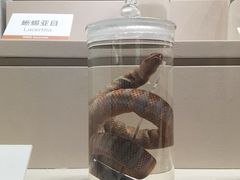 -四川大学博物馆
