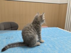 -瑞派·关忠动物医院·猫专科·犬专科(三环新城店)