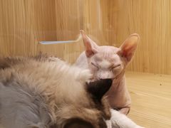 -屋虎猫馆(宝安大仟里店)