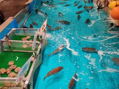-ジャンボ釣船 つり吉(新世界店)