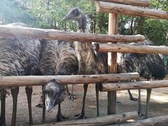 -大鹅岛绿色生态美食园
