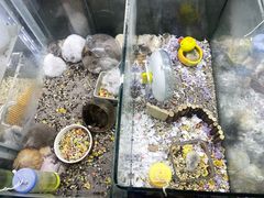 -花鸟鱼虫鲜花绿植市场(玉泉路店)