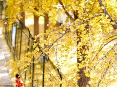 -三里屯东五街银杏大道