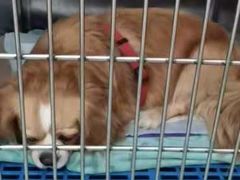 -康乐宝动物医院