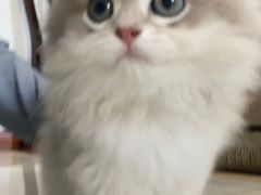 -老吴的猫·猫舍(新区店)