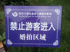 -大塘金香草谷