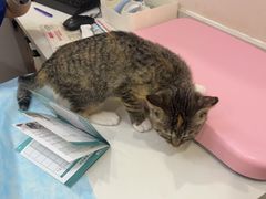 -瑞派·关忠动物医院猫科外科·异宠·24小时转诊中心(祥云店)