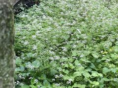 -杭州植物园