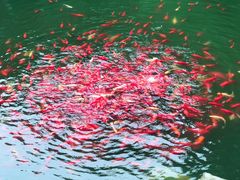 -乐山大佛风景名胜区乌尤寺南门-售票点