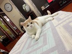 -糯米喵星人总部直营旗舰店·猫舍·幼猫出售