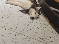 -Husky Go!哈士奇体验馆·宠物咖啡厅狗咖