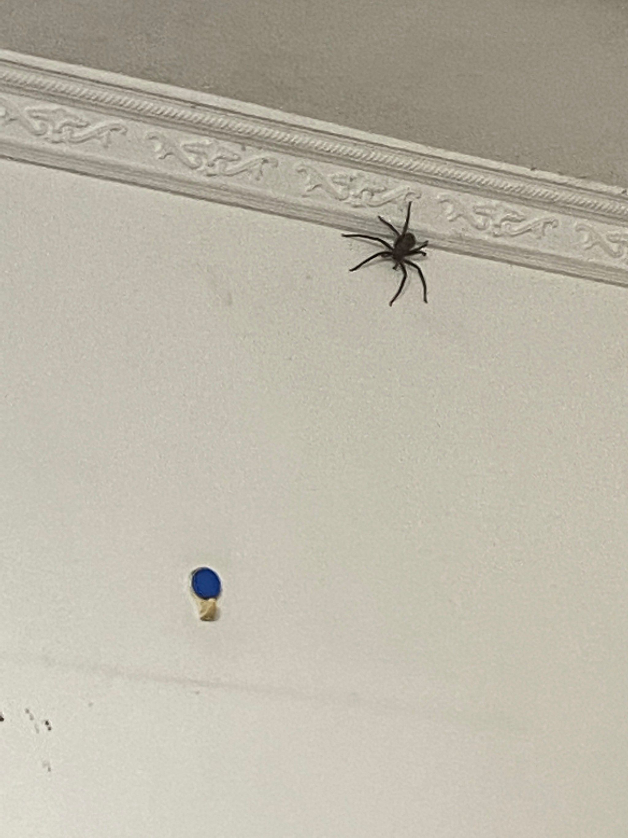 我家墙皮有个蜘蛛🕷️