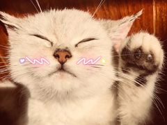 -芭比堂宠物医院·全科爱猫医院·仁德分院