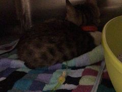 -瑞派名望志远动物医院·猫科·內科·异宠专科(直港大道店)