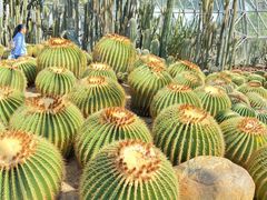 -深圳仙湖植物园