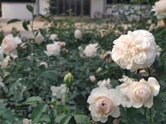 -人民公园(罗湖区)