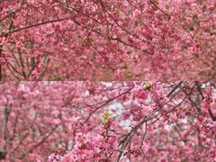 -天适樱花悠乐园