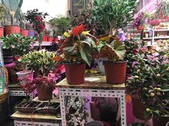 -花鸟鱼虫鲜花绿植市场(玉泉路店)