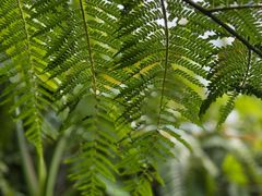 -国家植物园南园