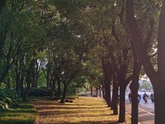 -贡湖湾湿地公园
