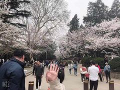 -武汉大学-樱园