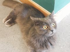 -飞行喵MR PILOT|猫舍·猫咖(静安大融城店)