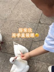 点击看大图 -玄武湖景区-情侣园游乐场