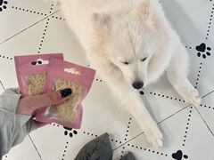 -毛绒耶耶撸宠馆·猫咖·狗咖·荷兰猪咖