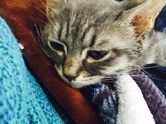 -荣耀金沙动物医院(清江西路店)