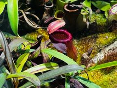 -国家植物园南园