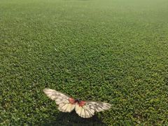 -广州冠景高尔夫练习场