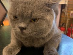-猫小院猫主题咖啡厅(北锣店)