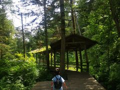 -五营红松林海景区