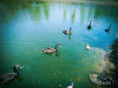 景点-长白岛森林公园