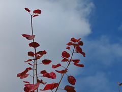 -北京西山国家森林公园