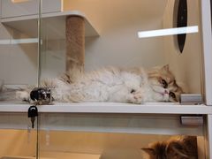 -十月米努特矮脚猫舍