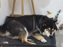 -柴迷FANS CLUB·柴犬狗咖·猫咖
