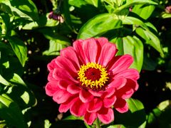 -莲花山花海