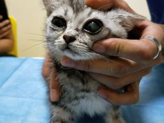 -芭比堂动物医院·犬猫全科·异宠专科(雁塔分院)
