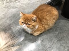 -瞄一喵猫咖(格力海岸店)