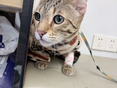 -瑞派康怡24h宠物医院·犬猫医疗中心·微创绝育(瑞景分院)
