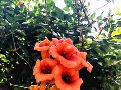 -七裕庄(凯旋南路店)