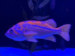 -瑞普利水族馆